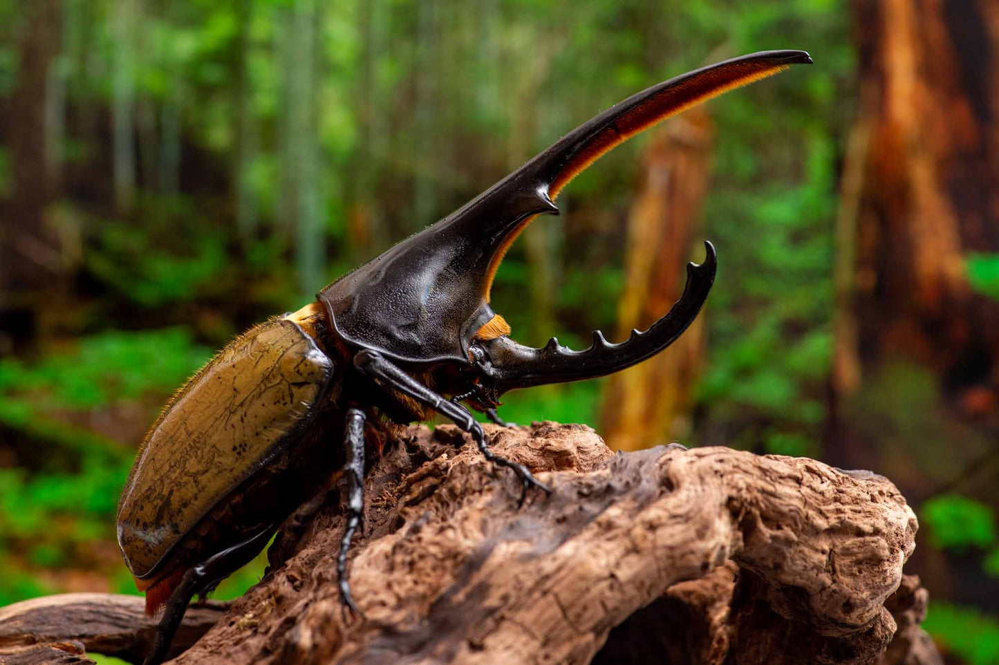 ヘラクレスオオカブト(オス単体)|成虫