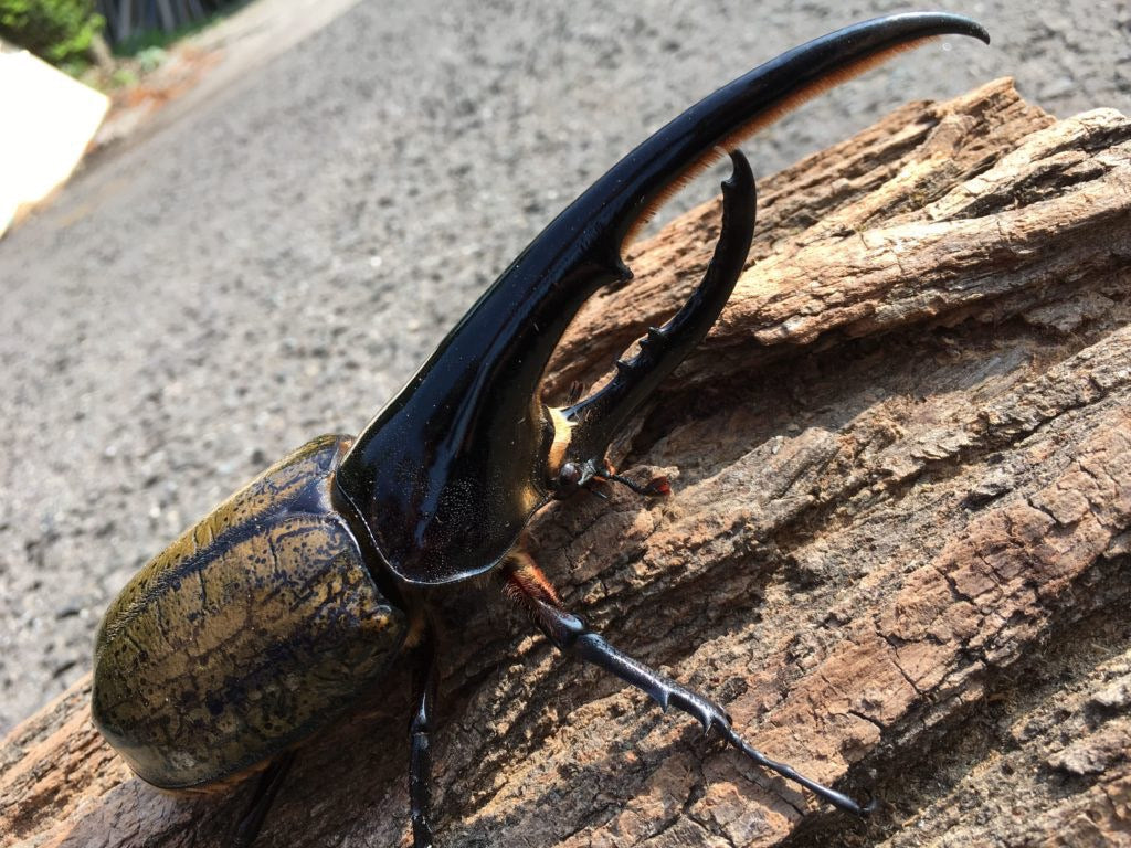 カブトムシ成体