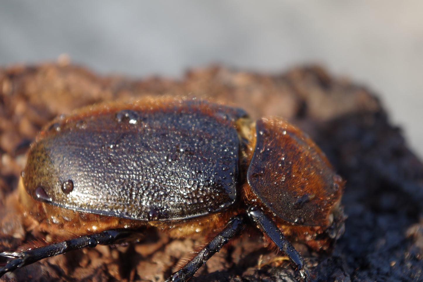 ヘラクレス　ペア