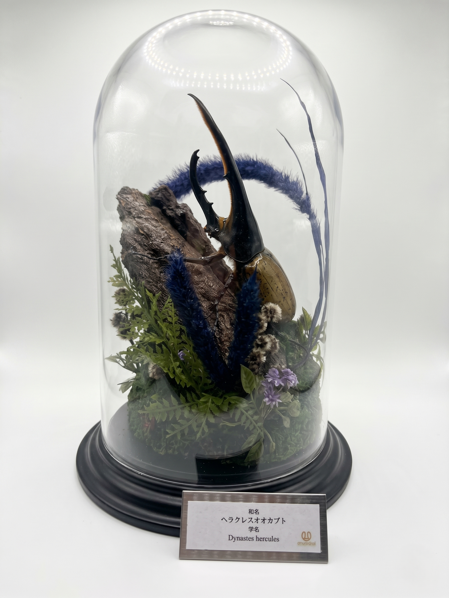 【Insect Art】　ヘラクレス　ガラスドーム版