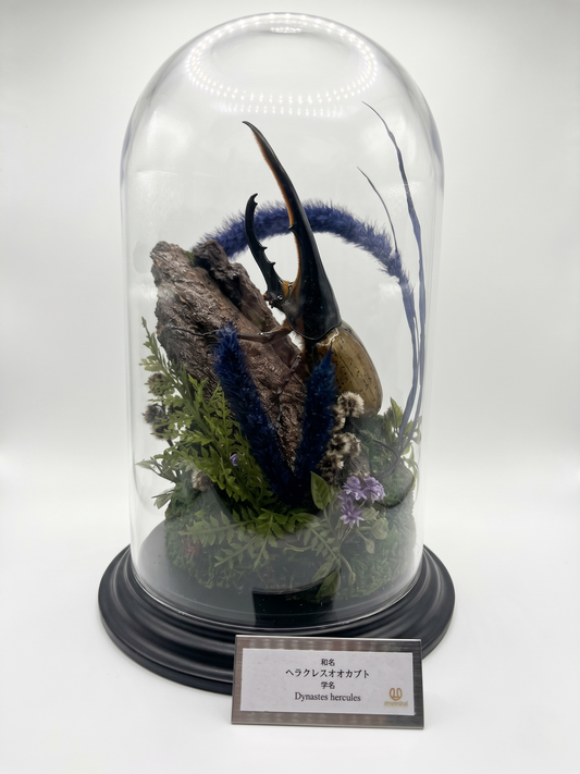 【Insect Art】　ヘラクレス　ガラスドーム版