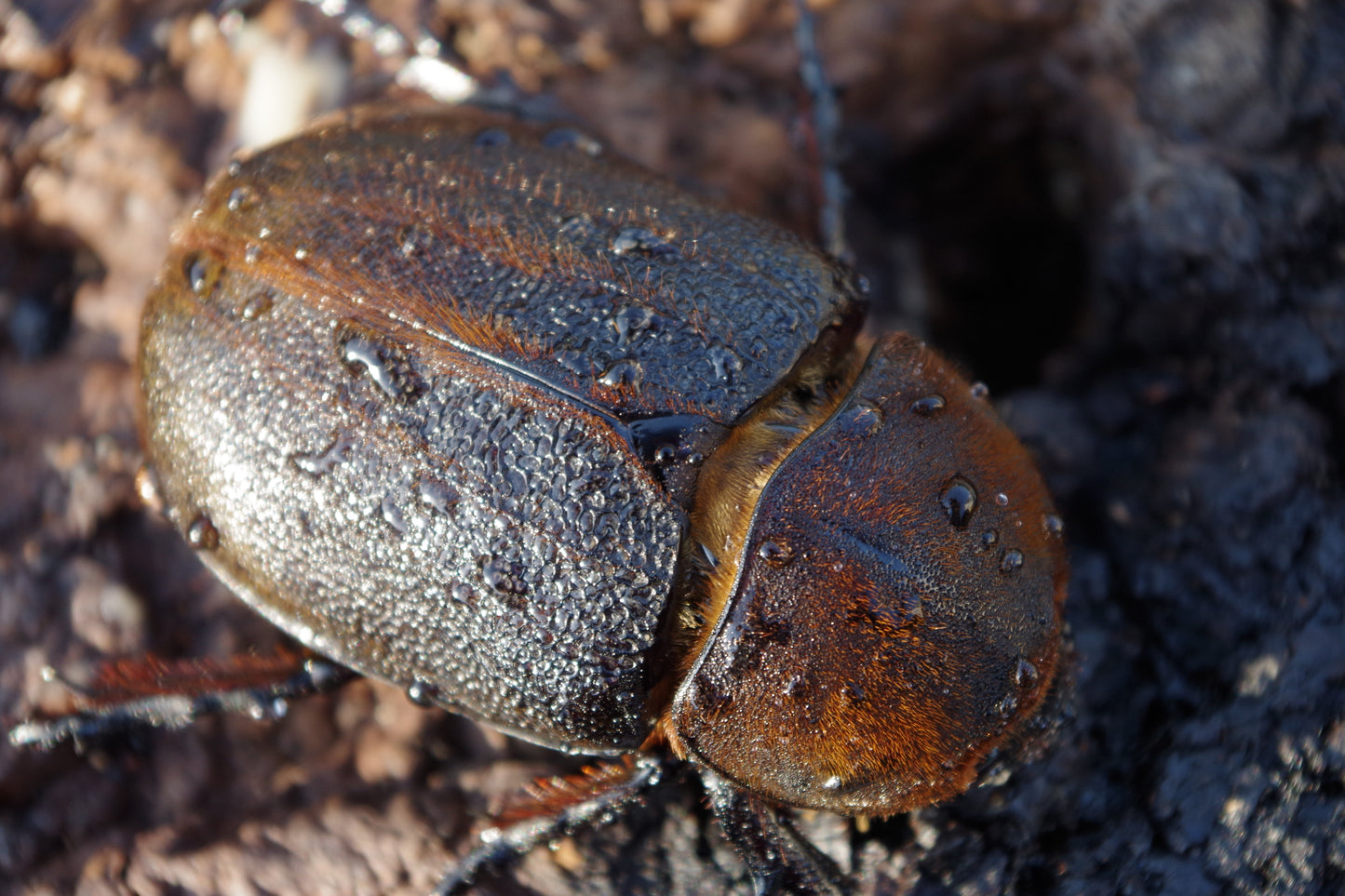 ヘラクレス　ペア