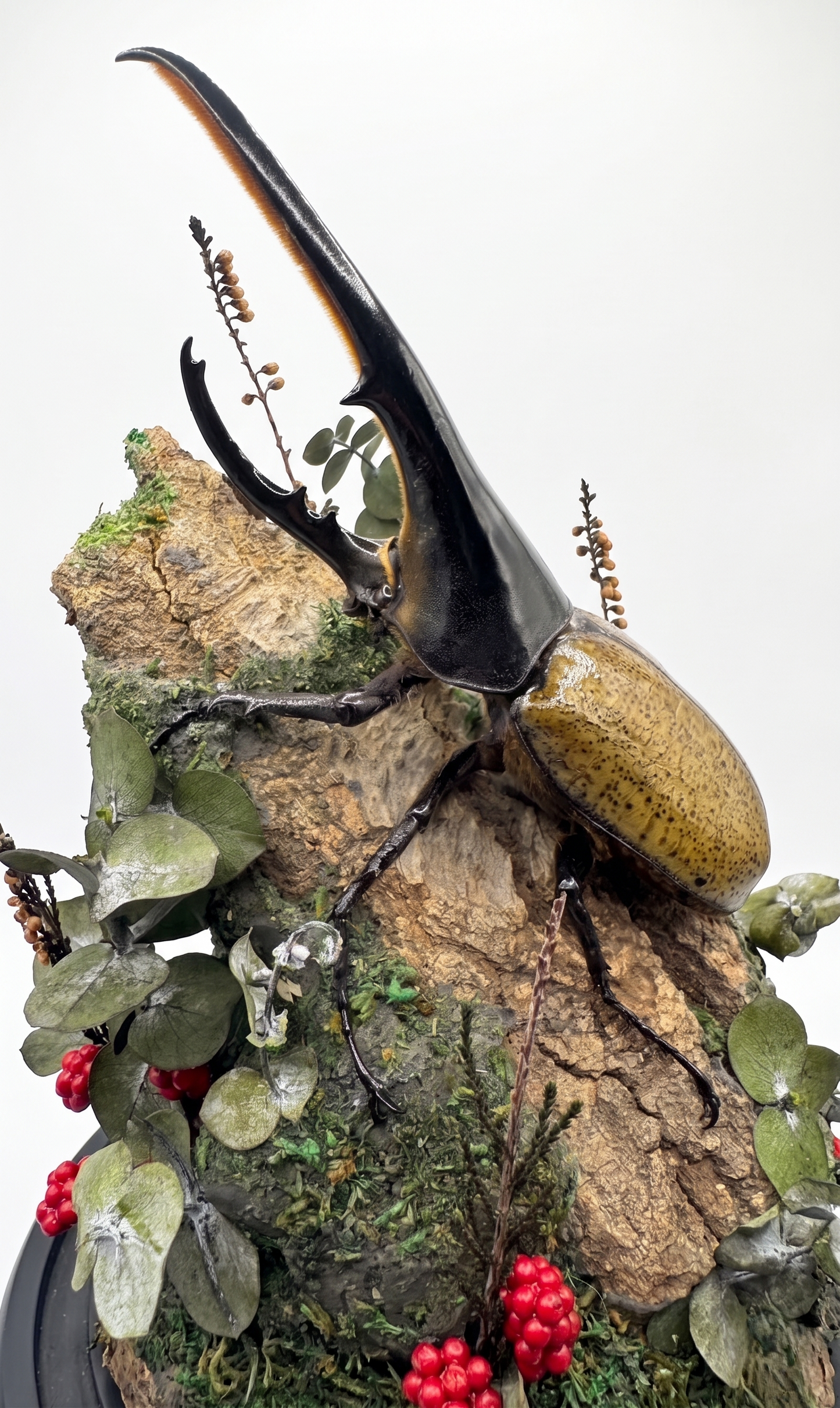 【Insect Art】　ヘラクレス　ガラスドーム版