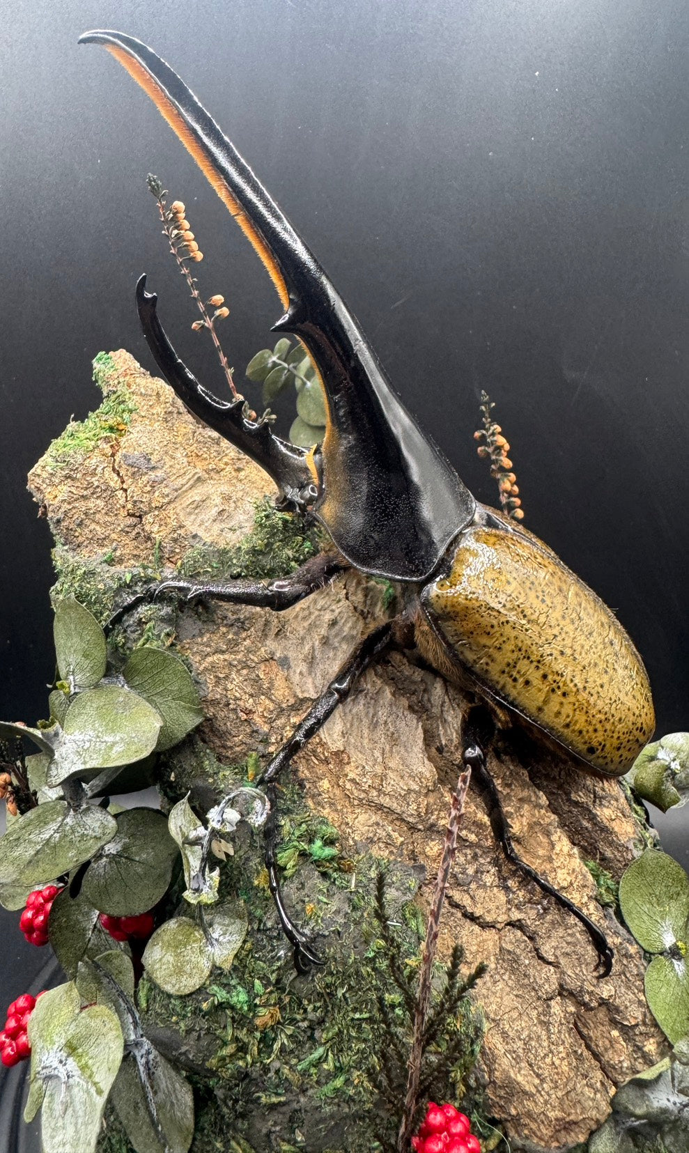 ヘラクレス標本